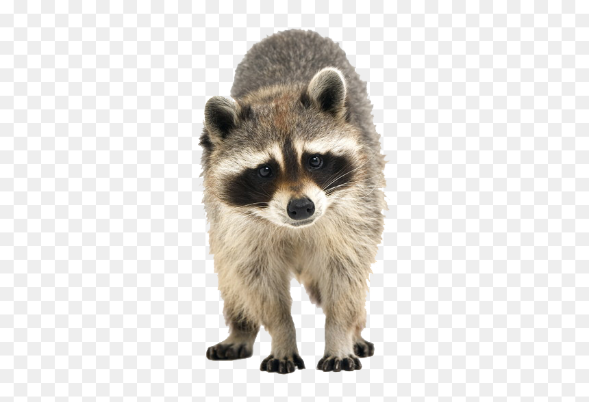 Raccoon, HD Png Download - raccoon png