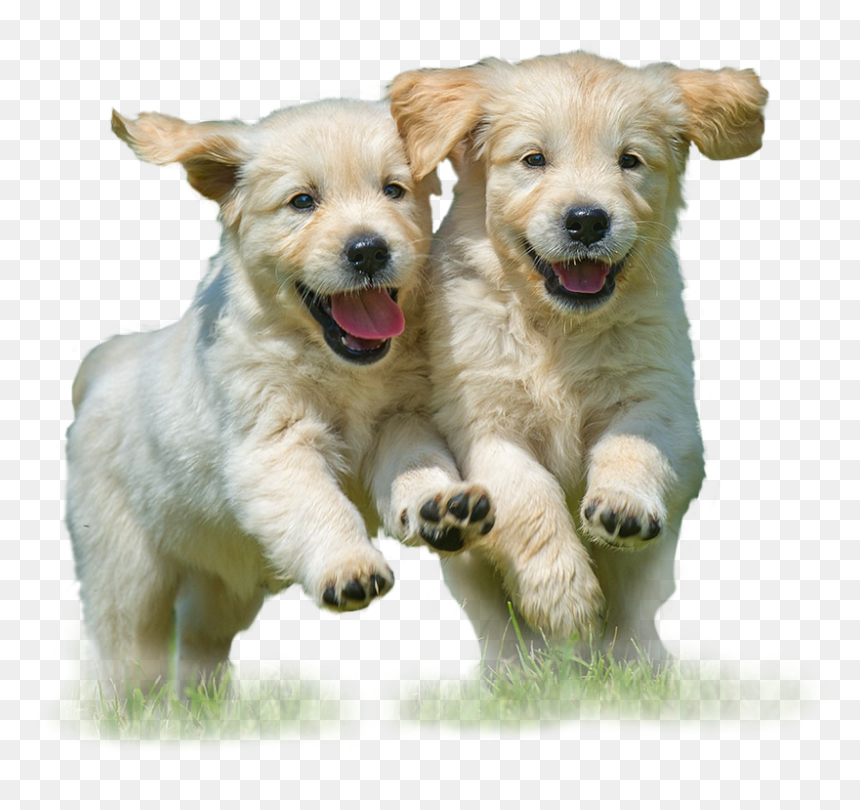 National Puppy Day Meme, HD Png Download - recycle png