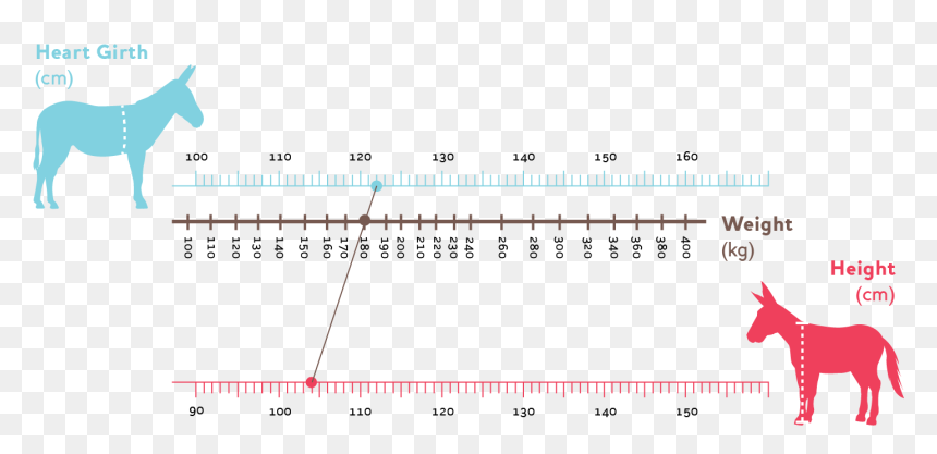 Diagram, HD Png Download - donkey png