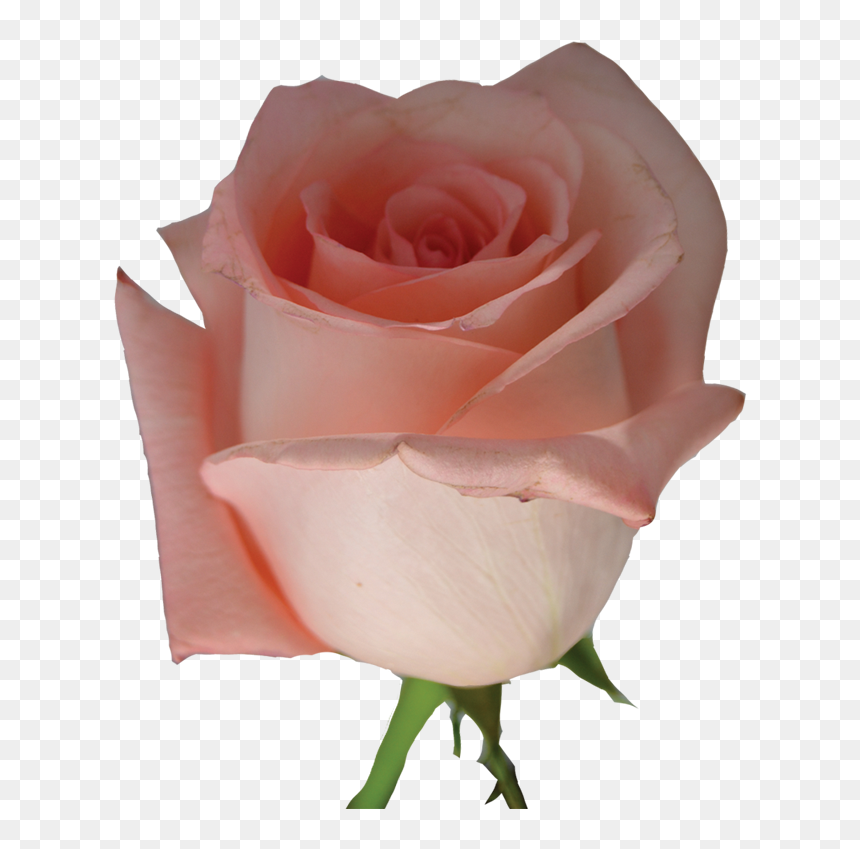 Garden Roses, HD Png Download - pink flowers png