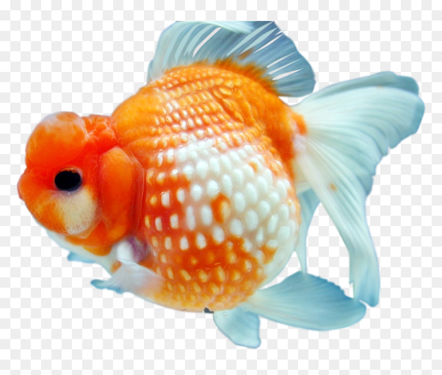 Goldfish Png, Transparent Png - goldfish png