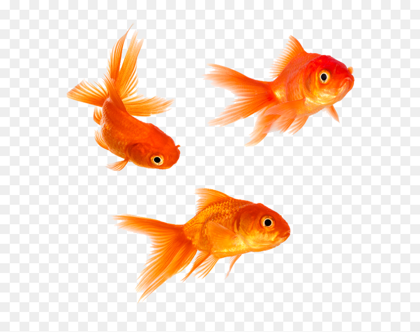 Goldfish Stock, HD Png Download - goldfish png