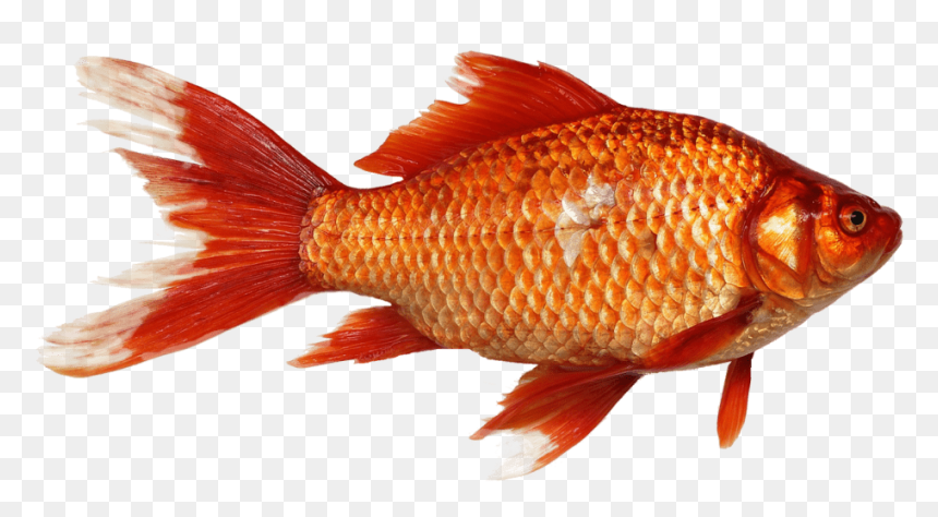 Fish Png, Transparent Png - goldfish png