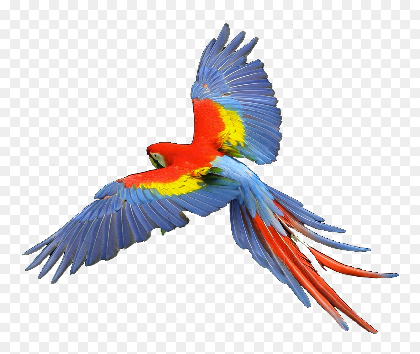 Transparent Hawk Clipart - Transparent Scarlet Macaw Png, Png Download - noot noot png