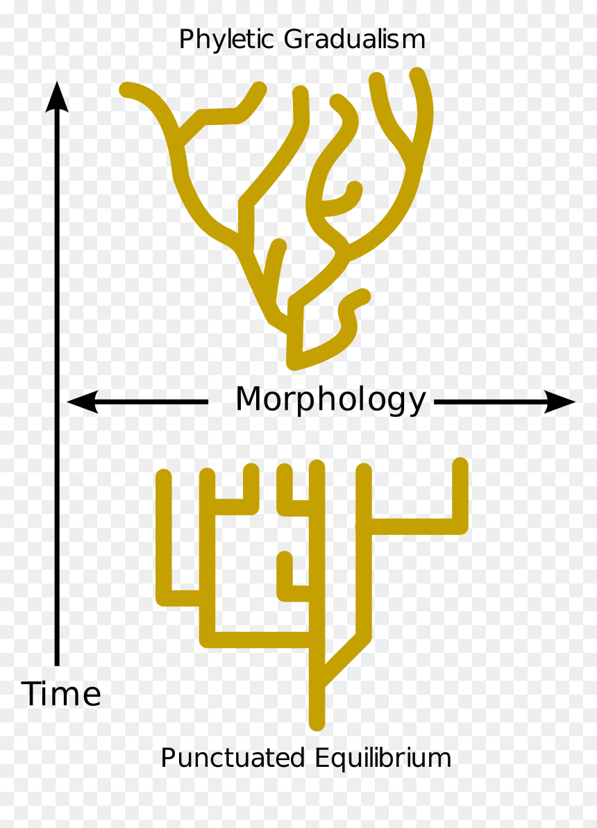 Gradualism And Punctuated Equilibrium, HD Png Download - consequences png