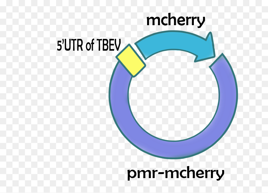 Packages Targeting Neuron , Png Download - Strawberry, Transparent Png - packages png