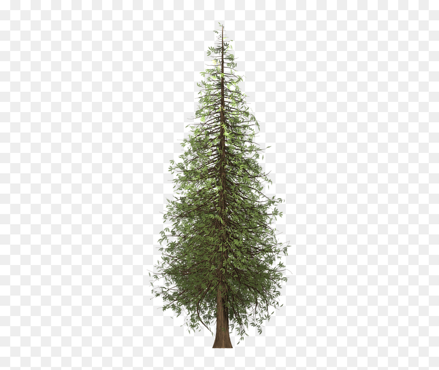 Redwood Tree Png - Background Redwood Tree Transparent, Png Download - redwood png