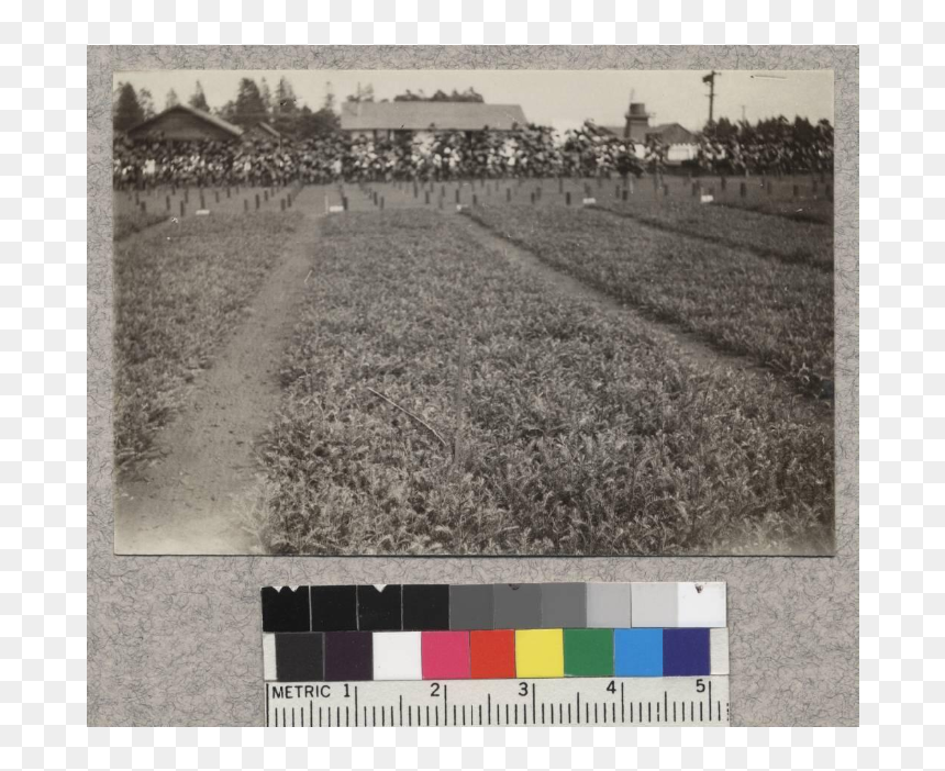 1-1 Redwood Transplants At Fort Bragg Nursery - Monochrome, HD Png Download - redwood png