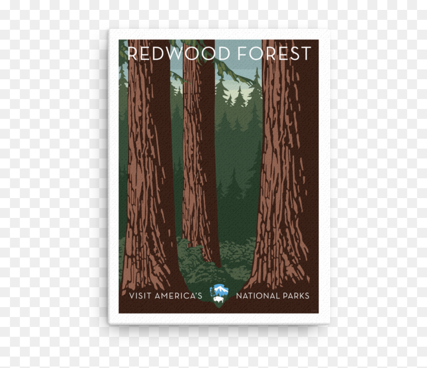 Redwood Forest Canvas - Picture Frame, HD Png Download - redwood png