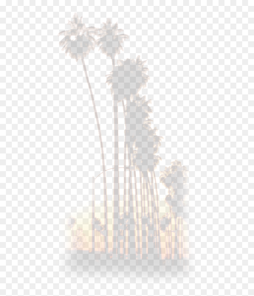 Borassus Flabellifer, HD Png Download - gman png