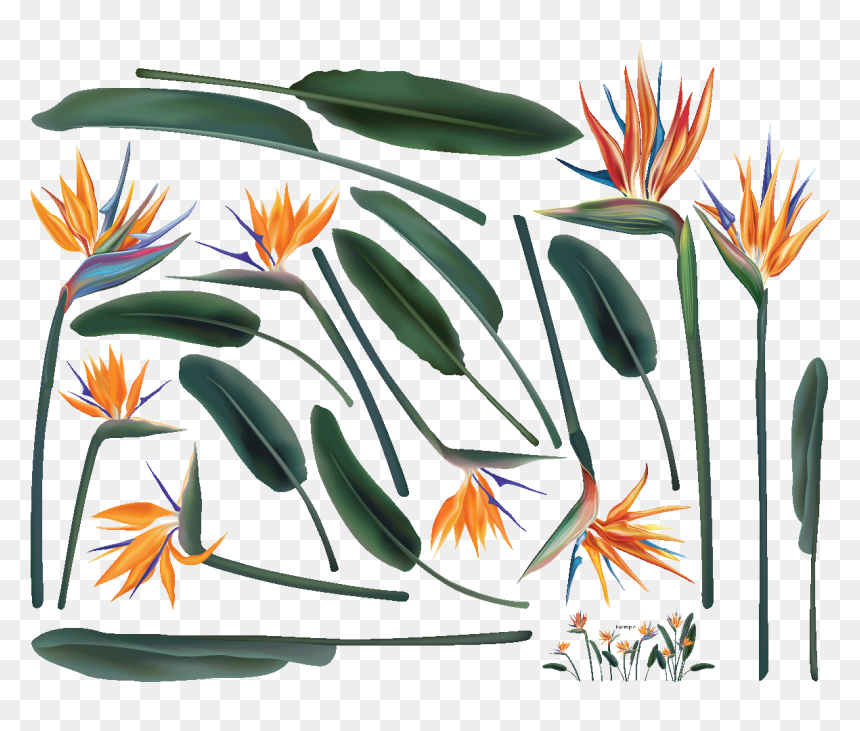 Oiseau Paradis Illustration, HD Png Download - flower sticker design png