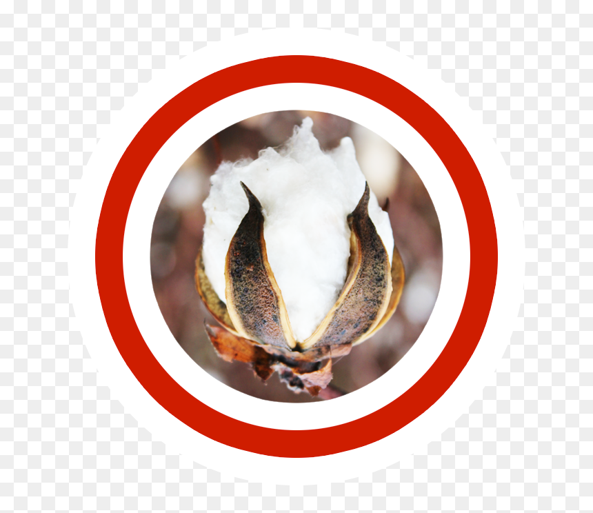 Circle, HD Png Download - boll png