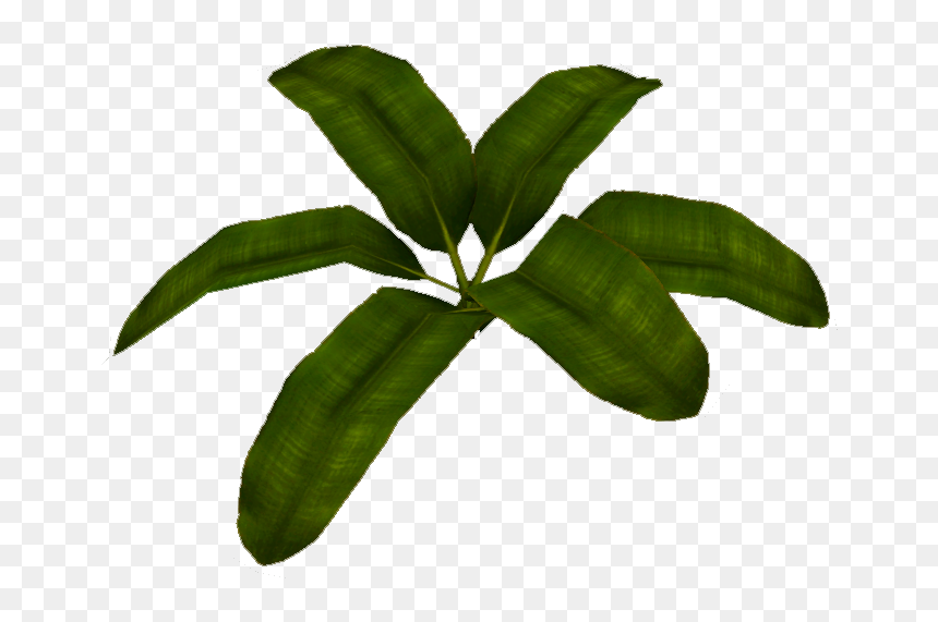 Transparent Banana Leaf Clipart - Herbaceous Plant, HD Png Download - full banana leaf png hd
