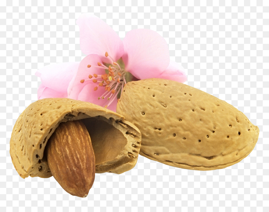 Almond Png - Almond Flower Png, Transparent Png - one almond png