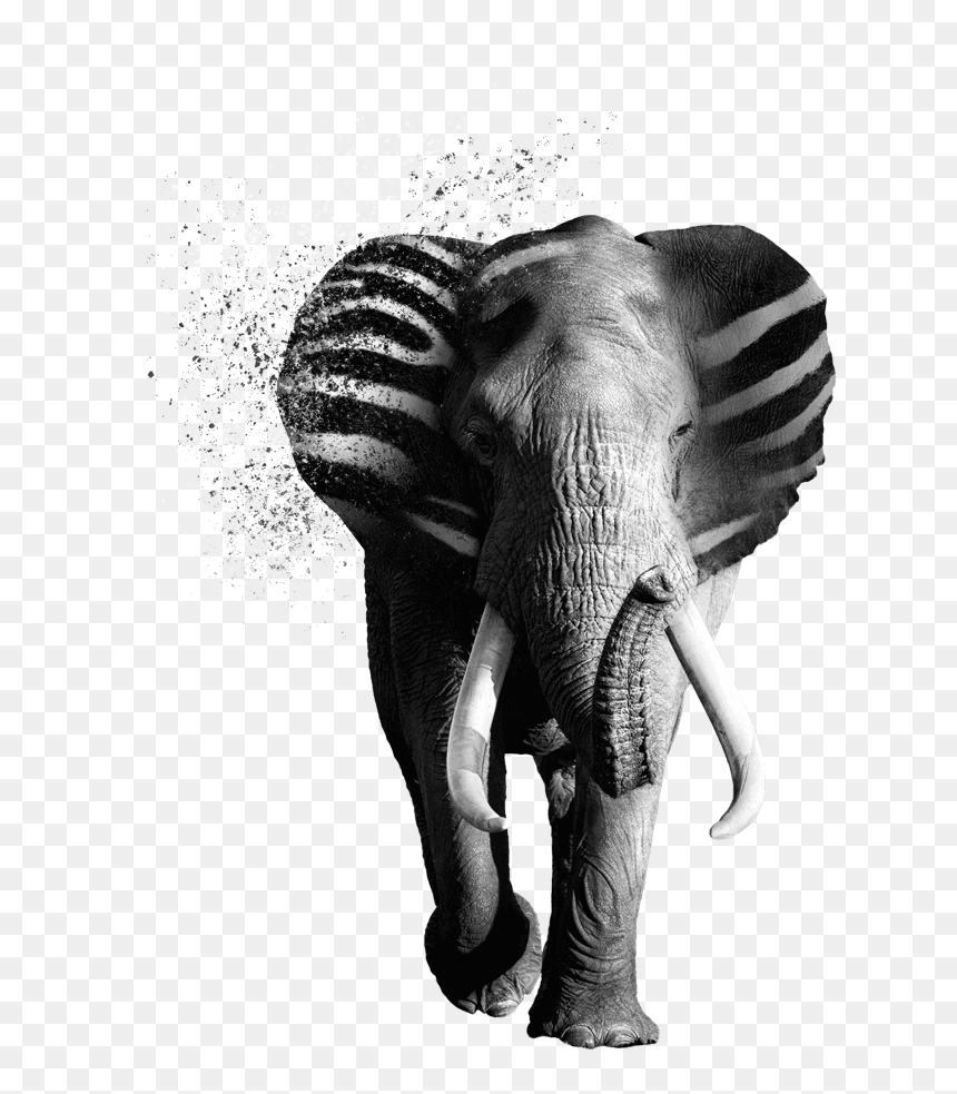 Verycreative Zebraphant - Indian Elephant, HD Png Download - creative web design png images