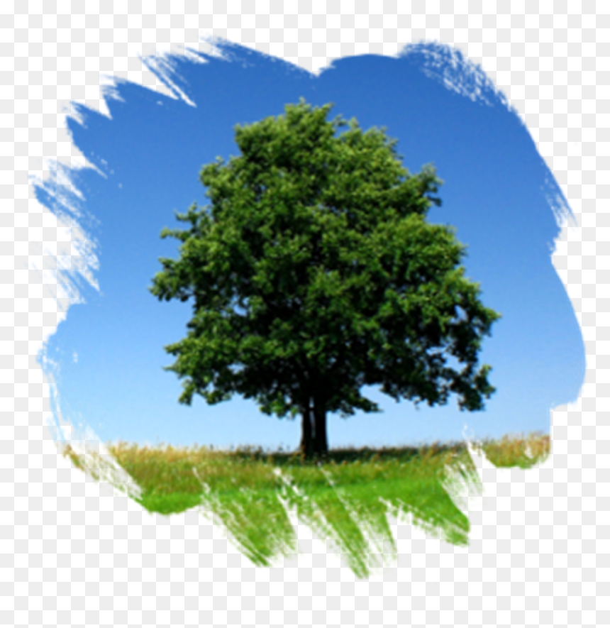 Example - Tree Picture For Channel Masking, HD Png Download - landscape grass png