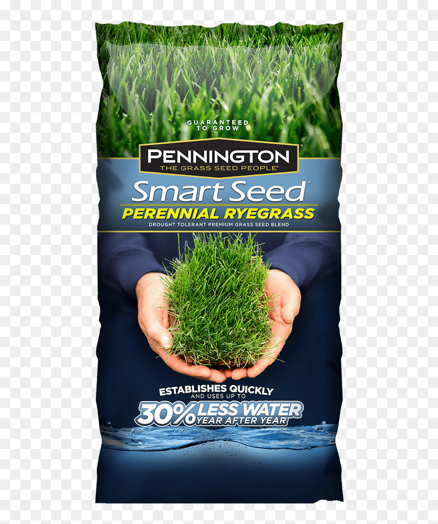 Pennington Tall Fescue Bluegrass, HD Png Download - landscape grass png