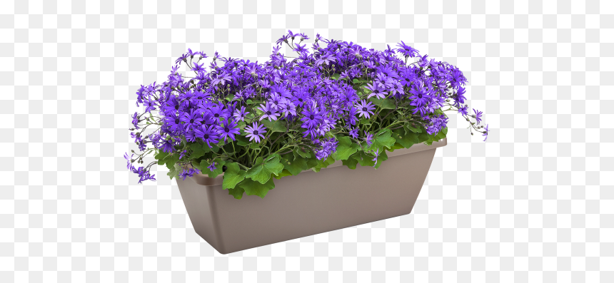 Flowerpot, HD Png Download - wall hanging plants png