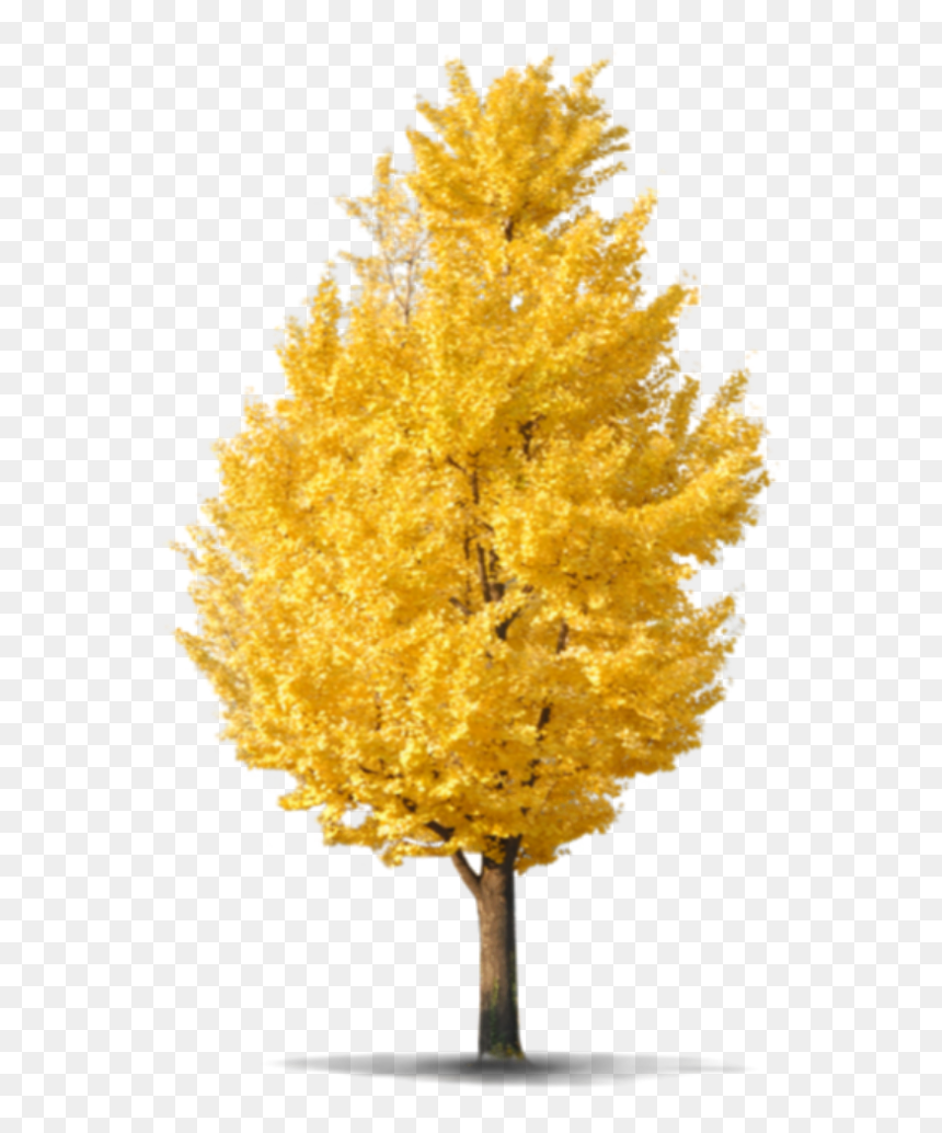 Beautiful Tree Png Icon And Background Transparent - Ginkgo Tree Png, Png Download - png image of tree