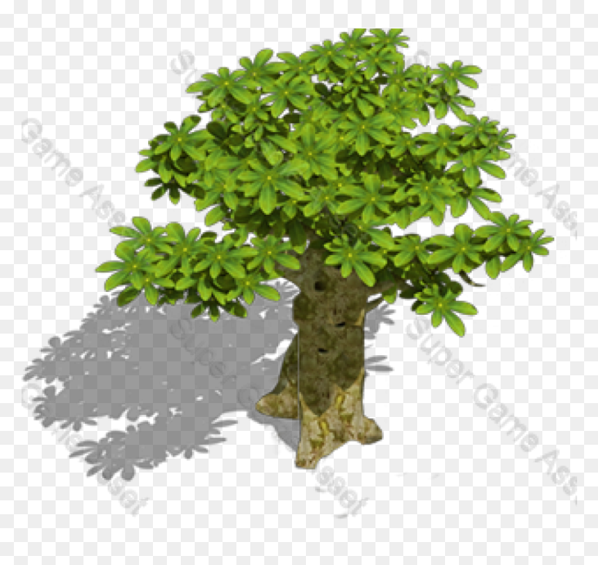 Gambel Oak, HD Png Download - png images of tree