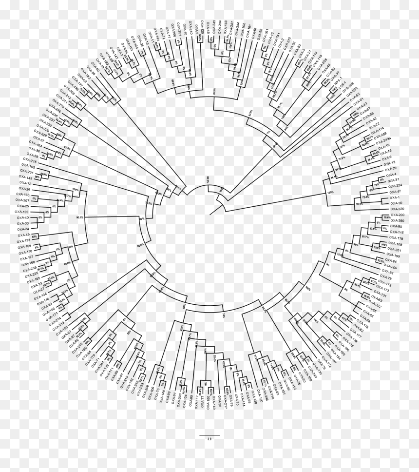 Circle, HD Png Download - tree images in png format