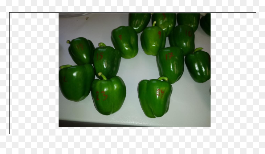 Green Bell Pepper, HD Png Download - green capsicum png