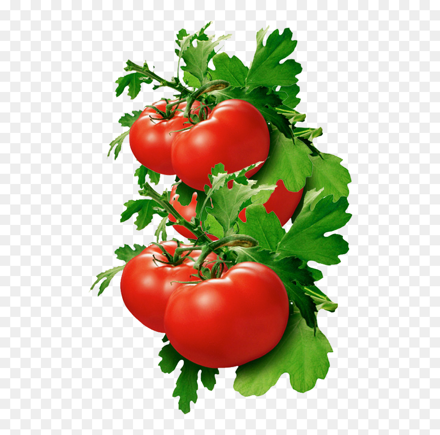 Tomatoes - Wide - S - , Image V - 1 - 0 Png - Tomato Good For Kidney Stone, Transparent Png - tomato.png