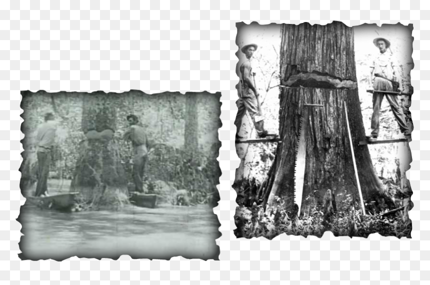 Picture - Old Growth Cypress Logging, HD Png Download - bald cypress png