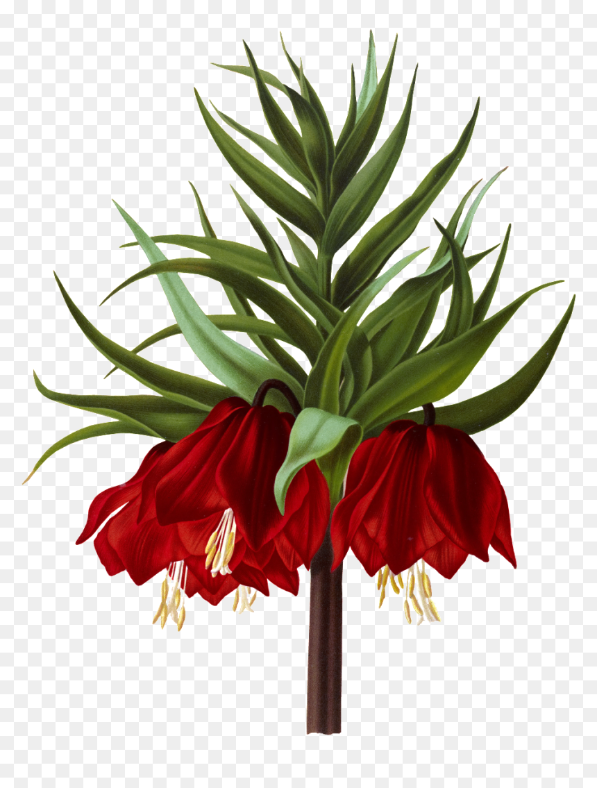 Crown Imperial , Png Download - طرح گرافیکی از لاله های واژگون, Transparent Png - imperial png