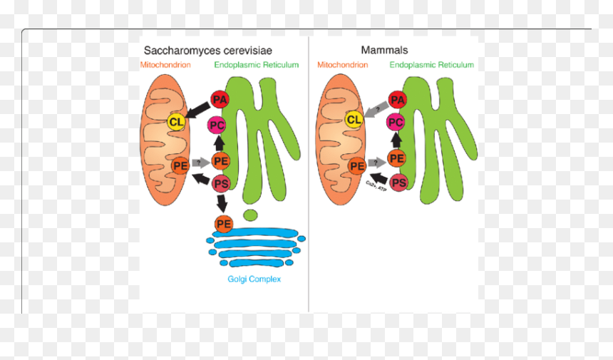 Phosphatidic Acid Endoplasmic Reticulum, HD Png Download - endoplasmic reticulum png