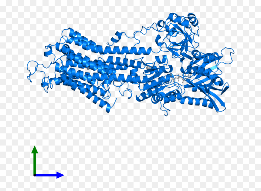 Clip Art, HD Png Download - endoplasmic reticulum png