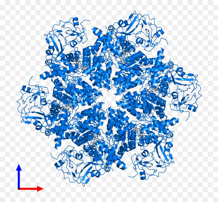 Clip Art, HD Png Download - endoplasmic reticulum png