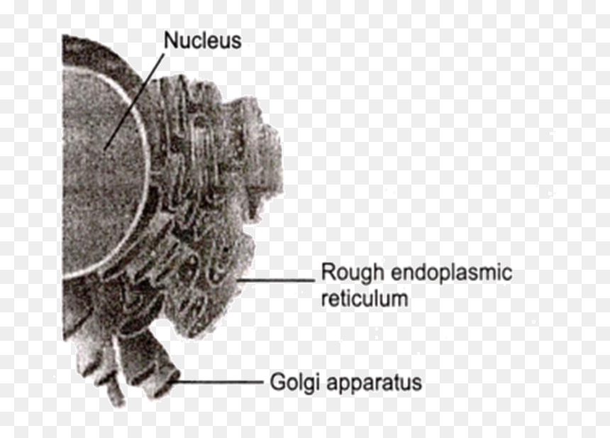 Data Transfer Cable, HD Png Download - endoplasmic reticulum png