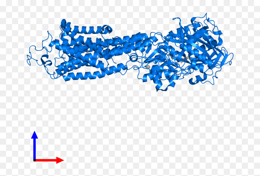 Clip Art, HD Png Download - endoplasmic reticulum png
