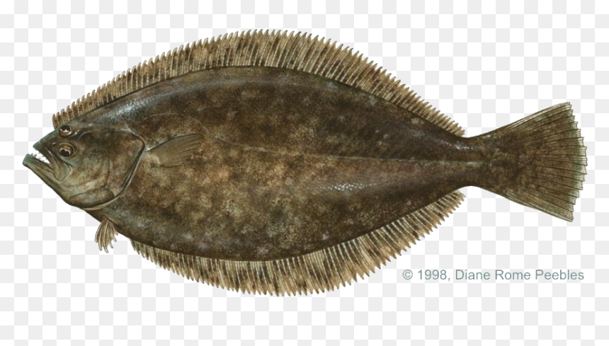 Halibut Png File - Flounder Fish Png, Transparent Png - fresh fish png