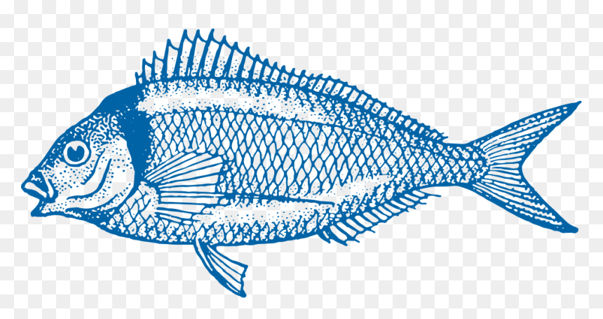 Gisborne Tarakihi Fish - Tower Bridge, HD Png Download - fresh fish png
