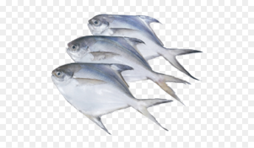 Yeri Vawaal, HD Png Download - fresh fish png