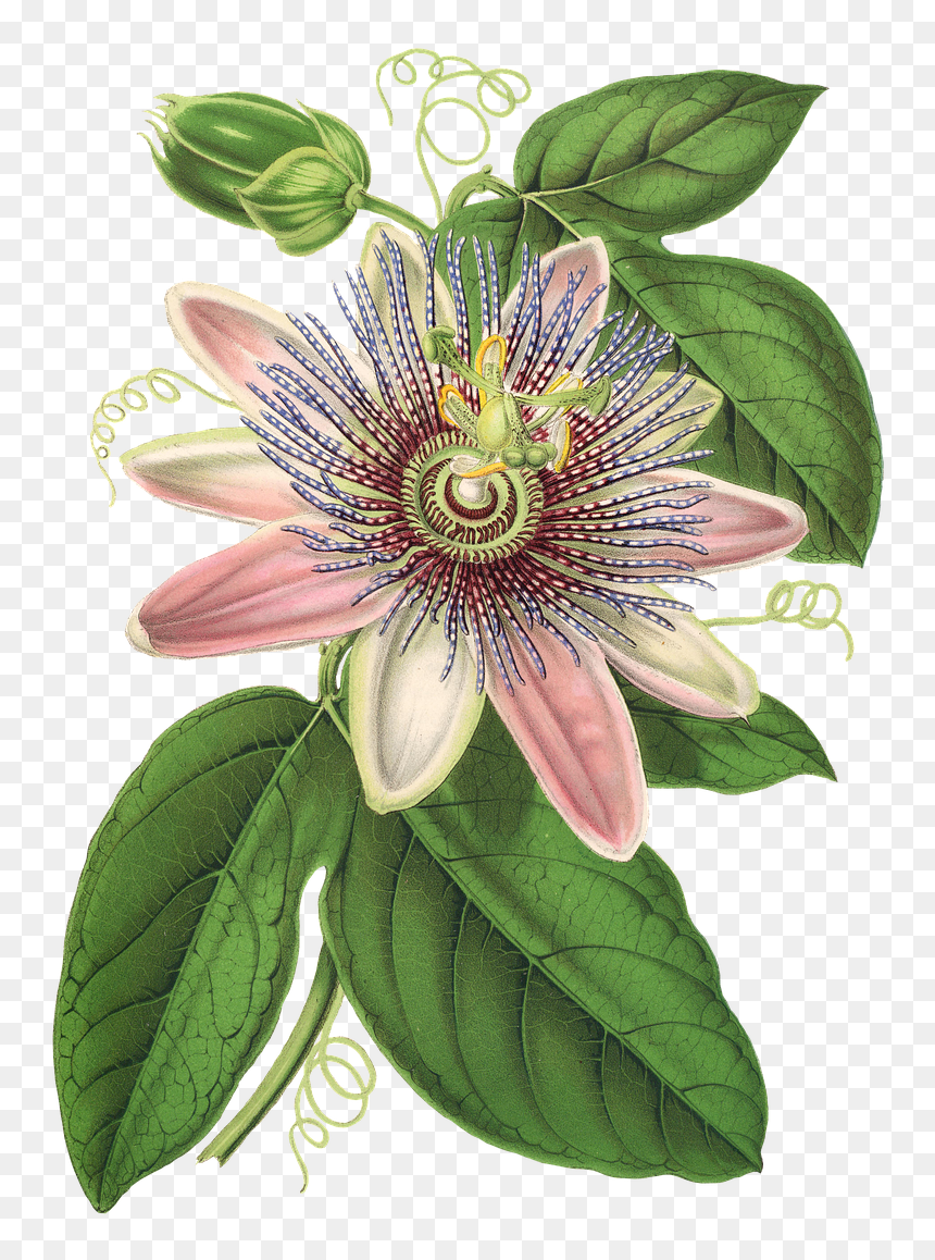 Passion Flower, Flower, Plant, Blossom, Bloom, Vintage - Passion Fruit Flower Png, Transparent Png - passion png