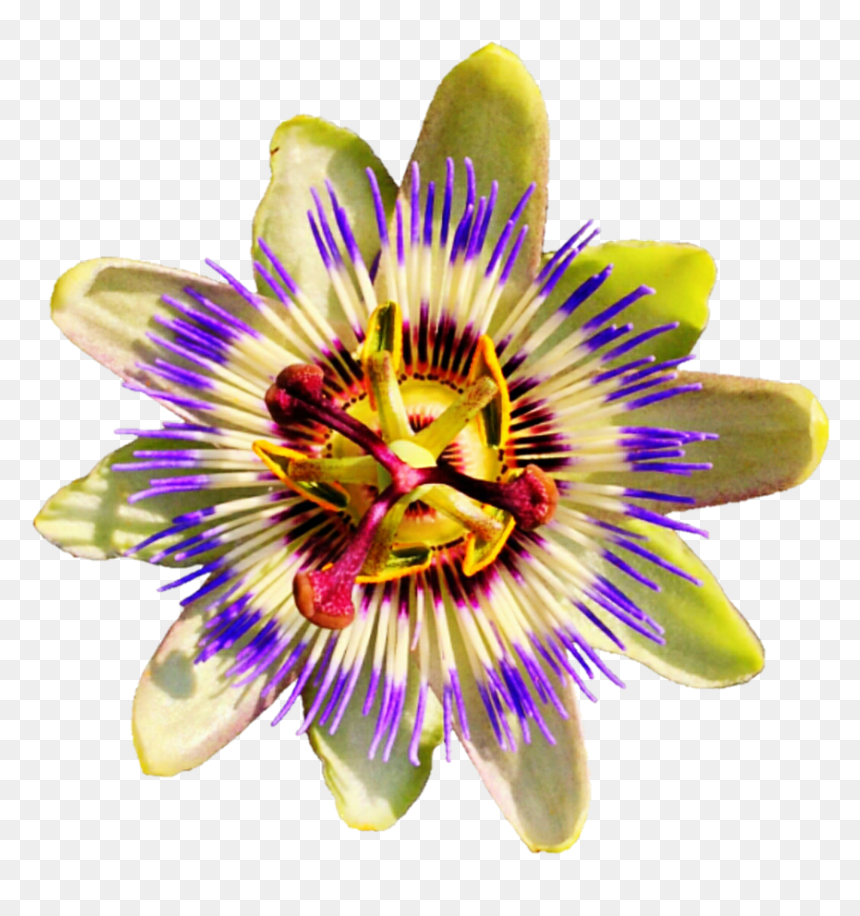 Passion Flower No Background, Hd Png Download , Png - Passion Fruit Flower Png, Transparent Png - passion png