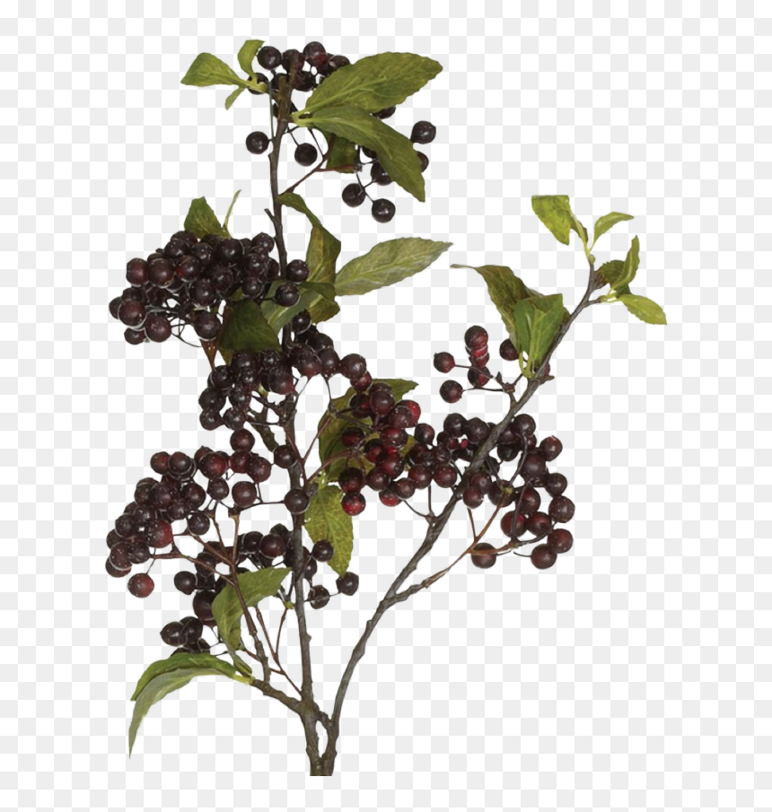 Currant, HD Png Download - tumblr fall png