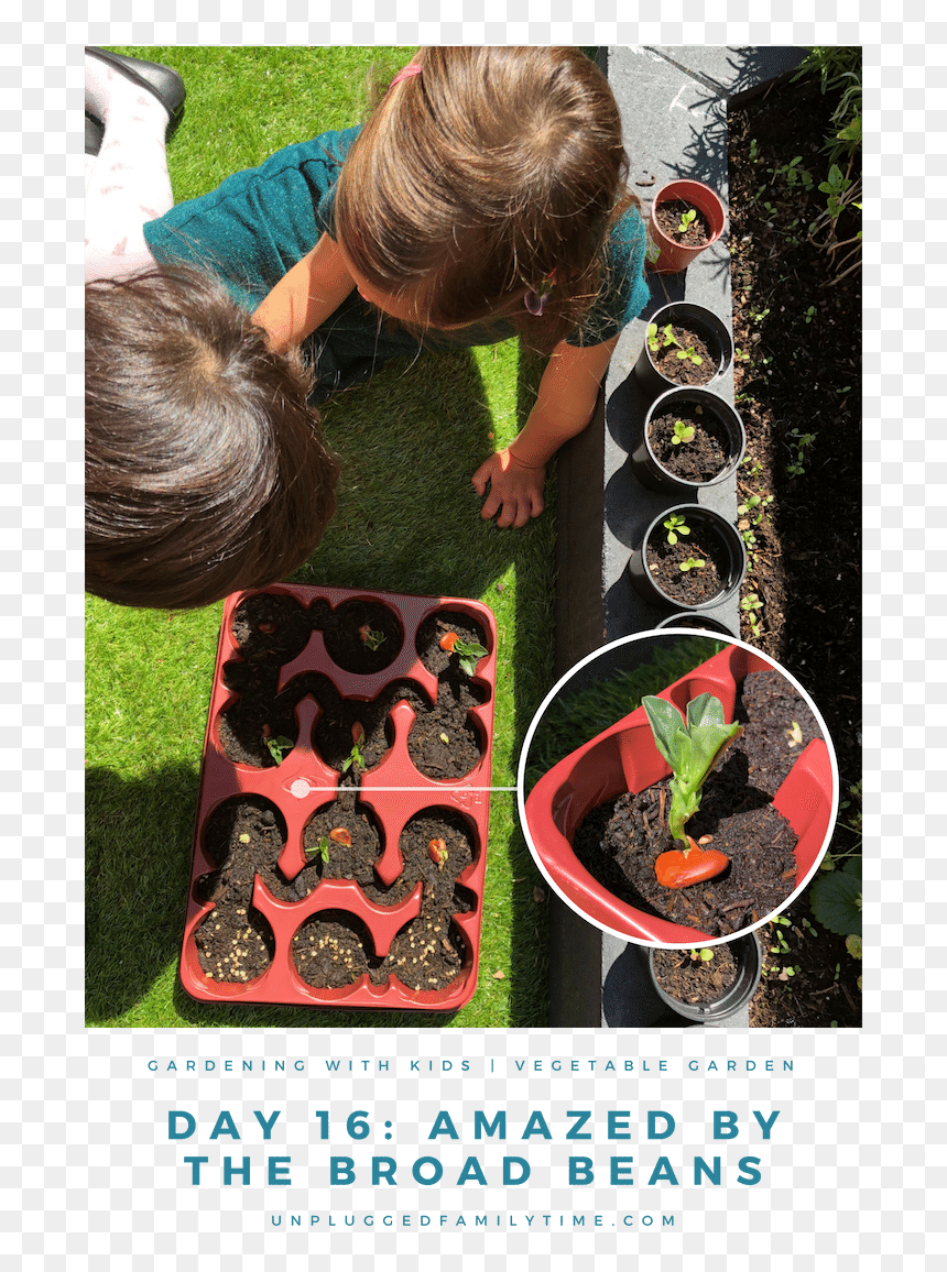 How To Grow Create A Kids Vegetable Garden 5 Simple - Blackberry, HD Png Download - vegetable plants png
