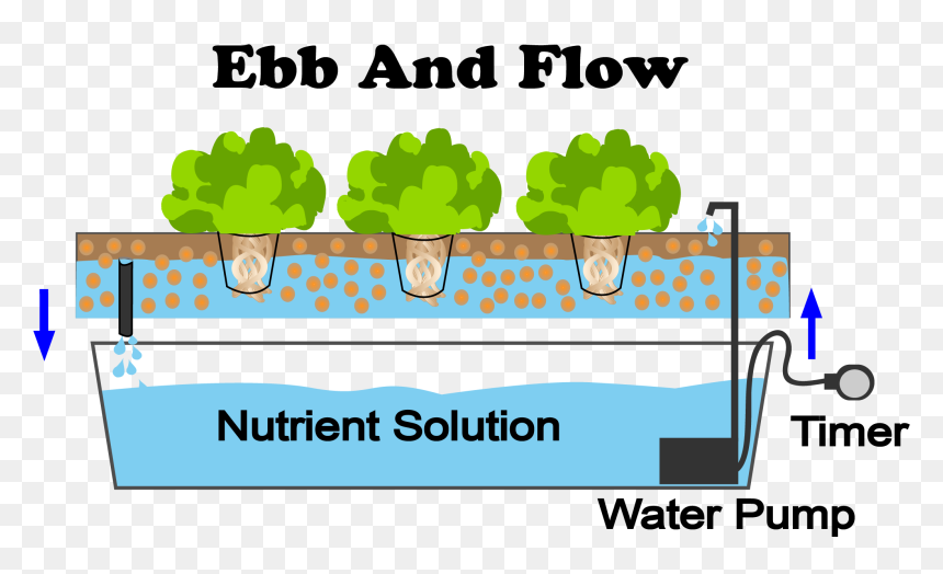 What Are The Best Plants To Grow With An Ebb And Flow, HD Png Download - vegetable plants png