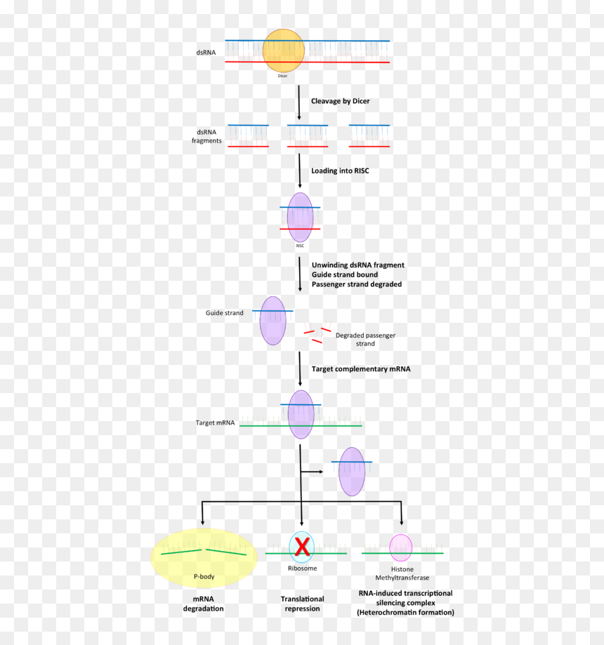 Diagram, HD Png Download - rna png