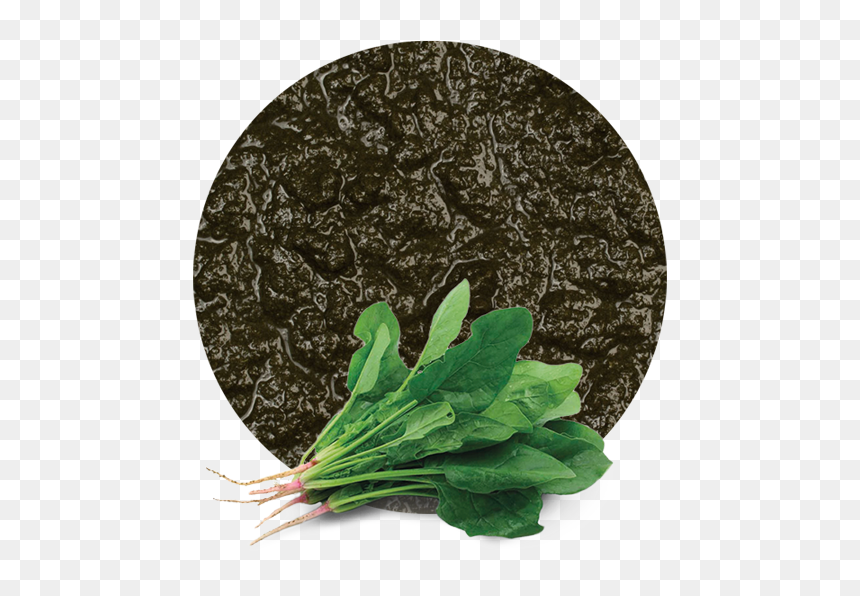 Spinach, HD Png Download - vegetable plants png