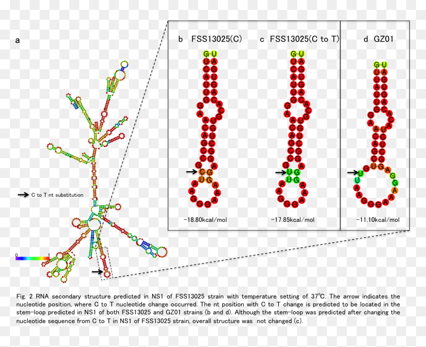 Diagram, HD Png Download - rna png