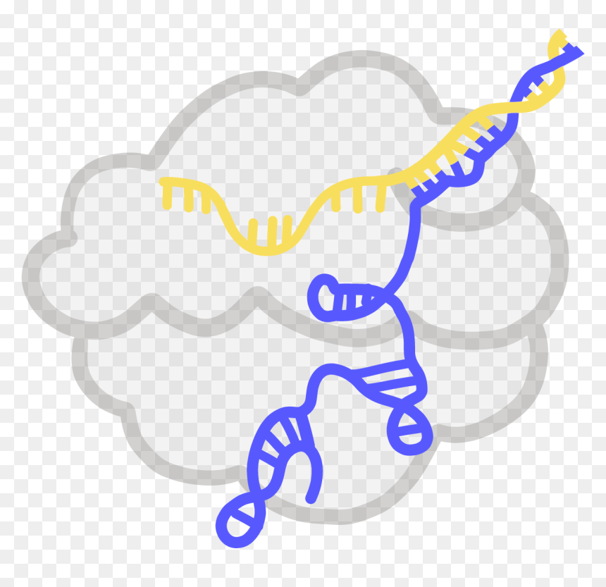 Transparent Germ Clipart, HD Png Download - rna png