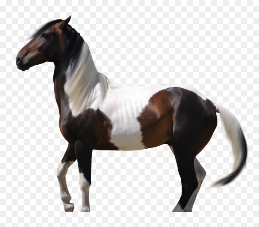 Thumb Image - Horse, HD Png Download - caballos png