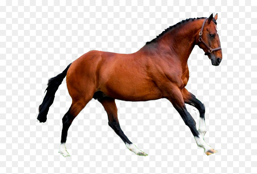 #horse #caballo - Caballo Sticker, HD Png Download - caballos png