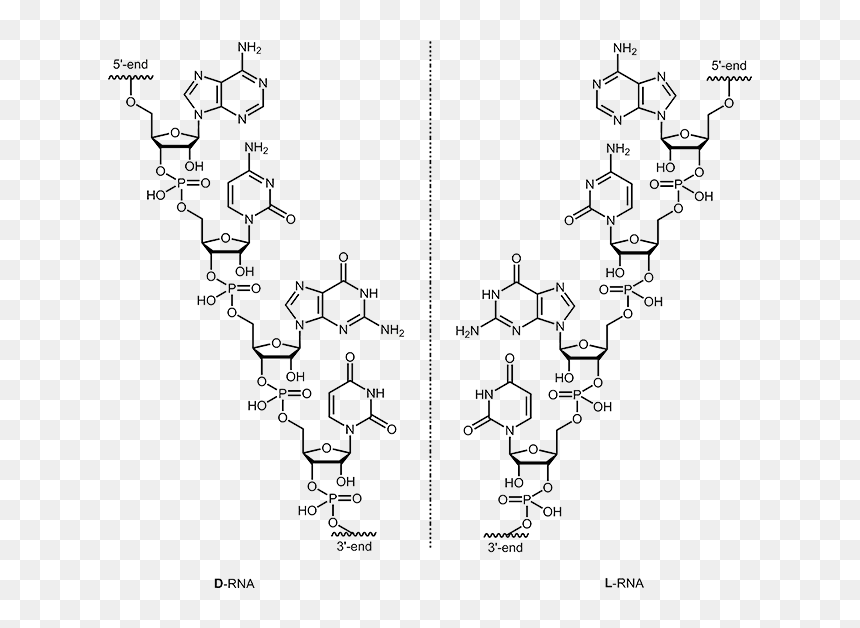 L-rna - Rna Oligonucleotides, HD Png Download - rna png