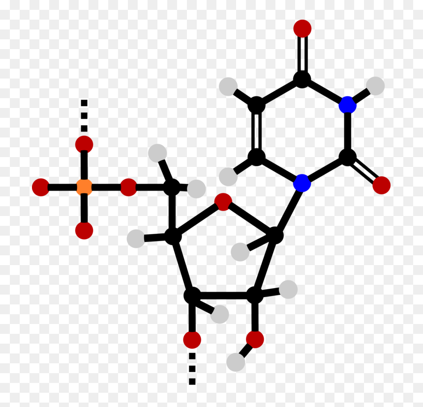 Triphosphate - Nucleotide Clipart, HD Png Download - rna png